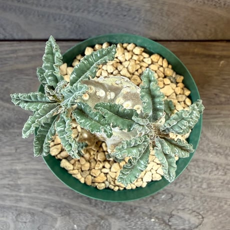 24、Dorstenia lavrani