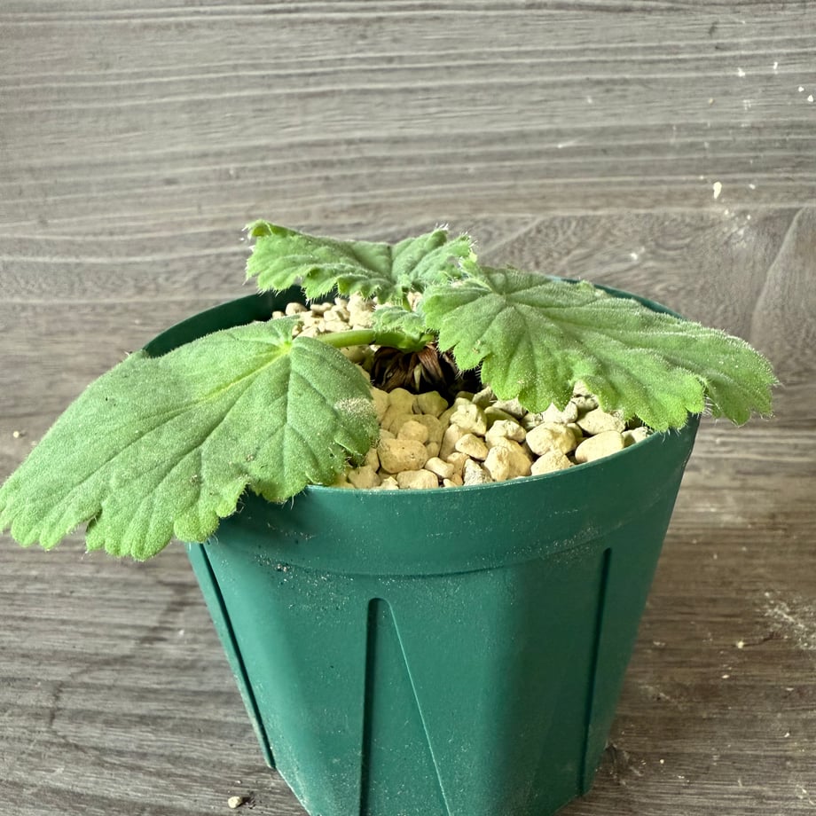 690596626dd9a913cae3e544