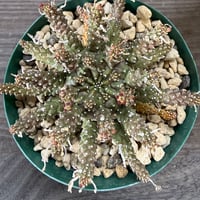 31、Euphorbia gamkensis
