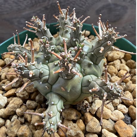 195、Euphorbia decepta