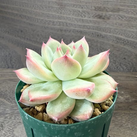 193、Echeveria lindsayana