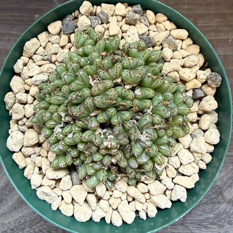 125、Conophytum ヘレナエ