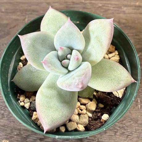 41、Echeveria ’CS-NO-01’ ’Super White’