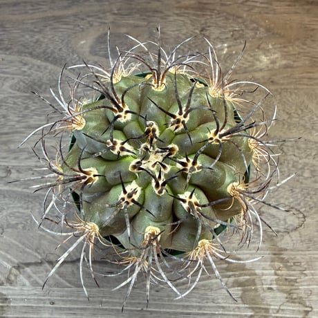 11、Eriosyce clavata kk62（実）