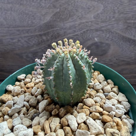 194、Euphorbia ’群星冠×オベサ’
