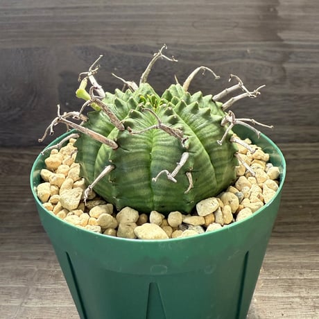 29、Euphorbia meloformis Pigeon Shooing Farm,Grahamstown,RSA