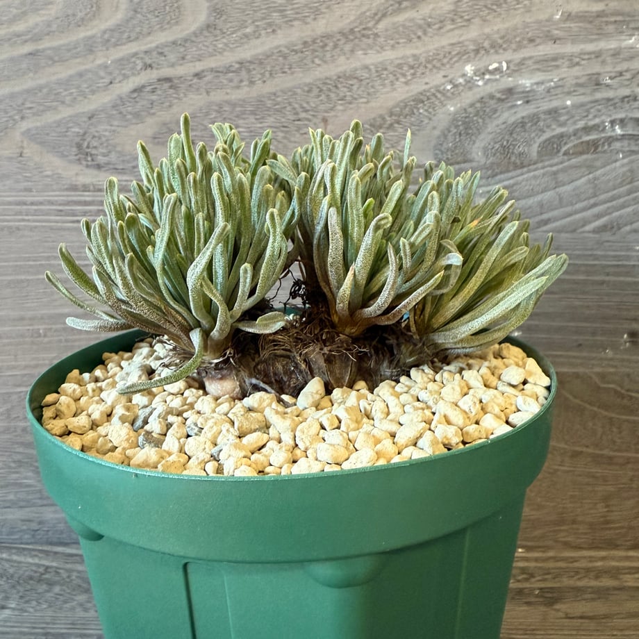 690585bf6dd9a9e6bce3e3f6