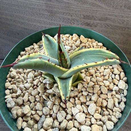 33、Agave 屈原の舞扇錦