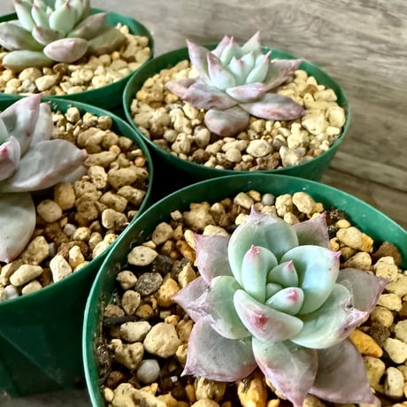 青緑色の多肉植物*9 HORIKAWA NURSERY