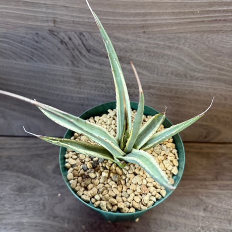 32、Agave utahensis ssp.Kaibabensis f.variegata