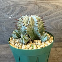 101、Euphorbia horrida（実）