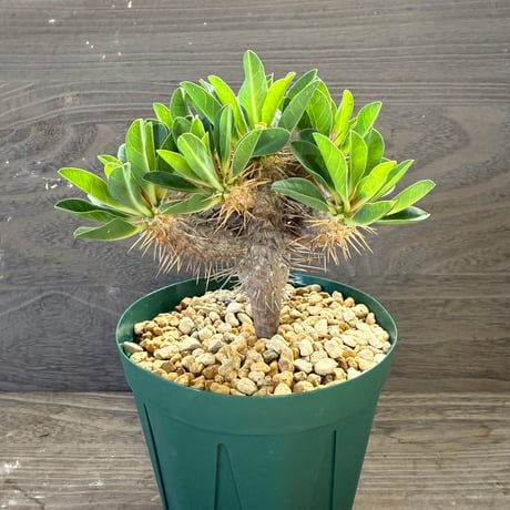 helbzeitページ　2.5号鉢　リンゼアナ　堀川ナーセリーさん苗 ITEM | HORIKAWA NURSERY