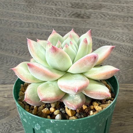 161、Echeveria lindsayana