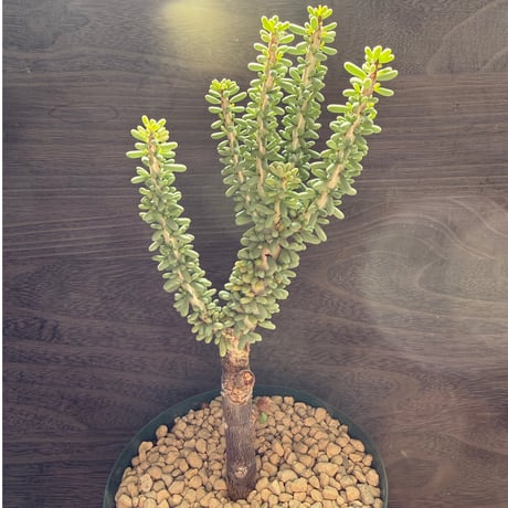 110、Ceraria namaquensis（接）