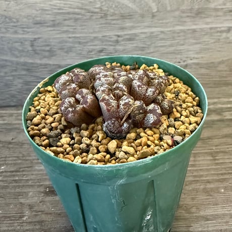 83、Conophytum pellucidum v.terricolor TS615.South west of Springbok