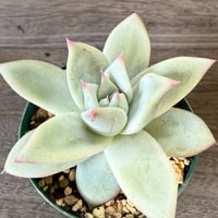 127、Echeveria ‘CS-NO-09‘ ’Alps’