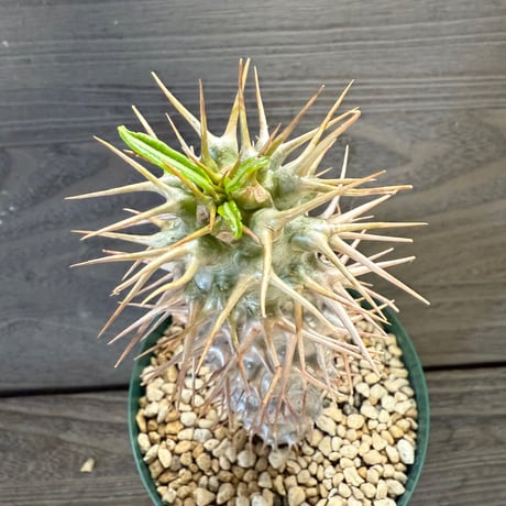 78、Pachypodium ambongense