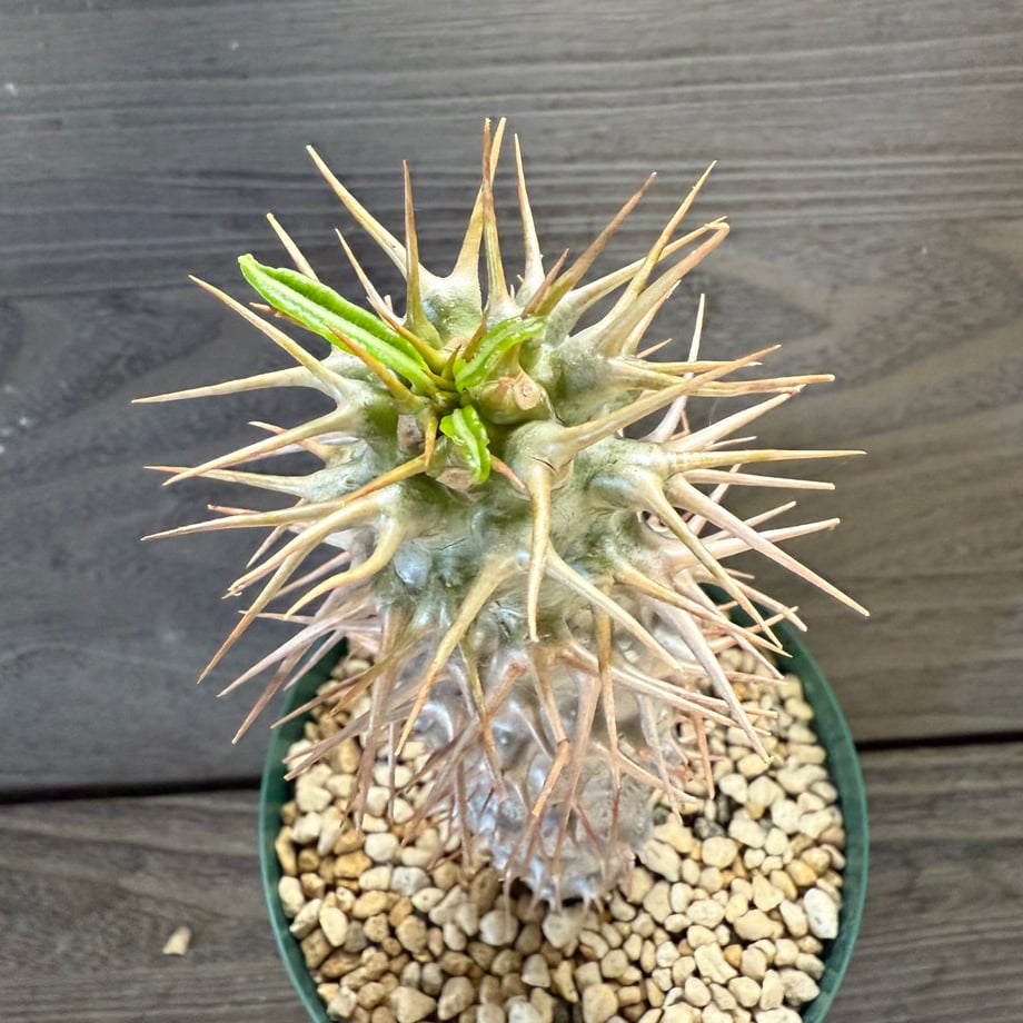 68e86a418c0c27c8d9e6b041