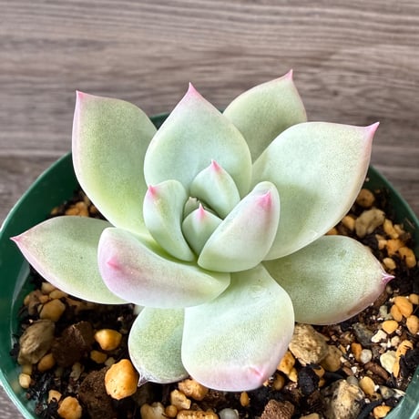 110、Echeveria ‘CS-NO-01‘ ‘Super White‘