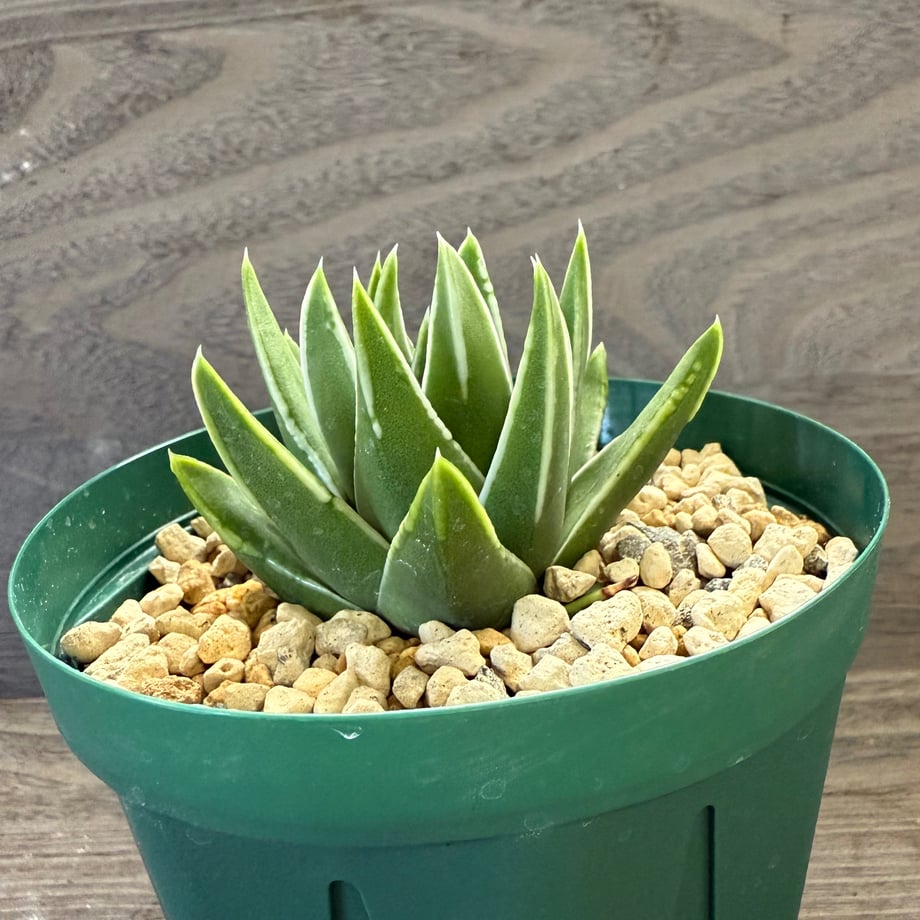 68e85defb71e155c29dee9c0