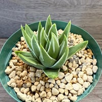 70、Haworthia marginata