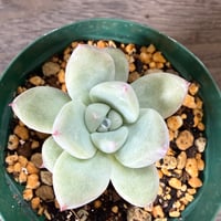 114、Echeveria ‘CS-NO-01‘ ‘Super White‘