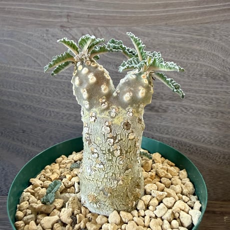 24、Dorstenia lavrani