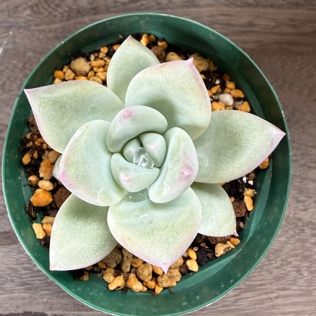109、Echeveria ‘CS-NO-01‘ ‘Super White‘