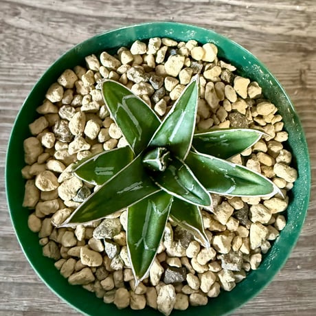 ITEM | HORIKAWA NURSERY