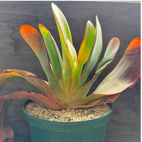 135、Aloe haemanthifolia