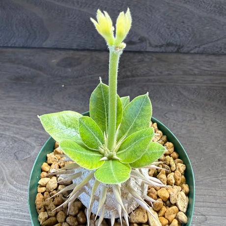 85、Pachypodium eburneum ‘Yellow flower‘
