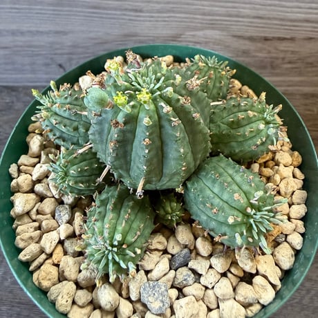 132、Euphorbia ’オベサ群星冠‘