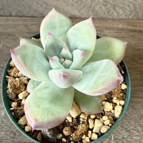 39、Echeveria ’CS-NO-01’ ’Super White’