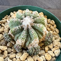 23、Aztekium 花籠（カキ仔）