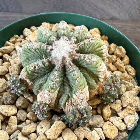 23、Aztekium 花籠（カキ仔）