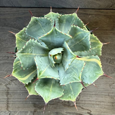 28、Agave isthmensis f.variegata