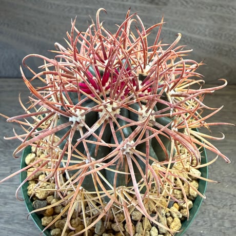 2、Ferocactus 赤刺金冠竜