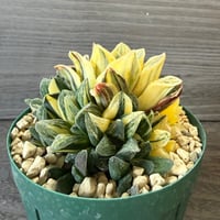 139、Haworthia ’タイガーピグ錦‘