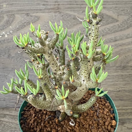 58、Tylecodon buchholzianus