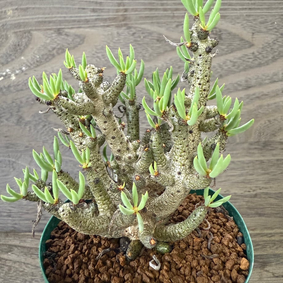 68e855138116d5b8aa6852f9