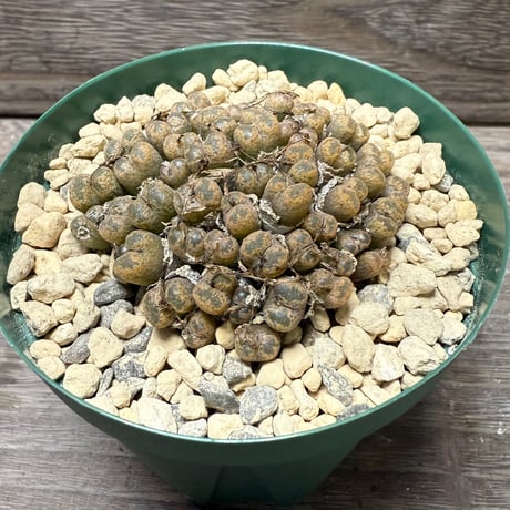 コノフィツム | STORES