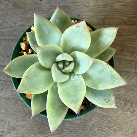 125、Echeveria ‘CS-NO-06‘ ’CPS02×コロラータ旧来型‘
