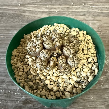 136、Conophytum pellucidum v.neohallii Wind hoek.springbok