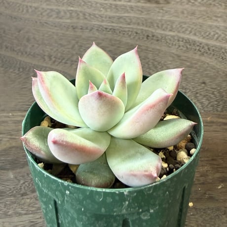50、Echeveria ’CS-NO-13’ ’lindsayana×Super White’