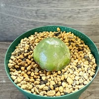 85、Conophytum burgeri（実）