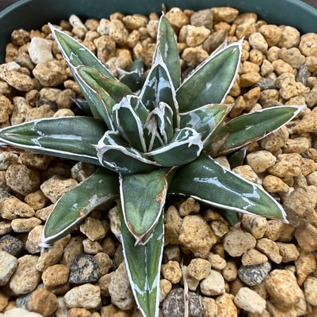 31、Agave 姫笹の雪