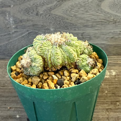 56、Aztekium 花籠