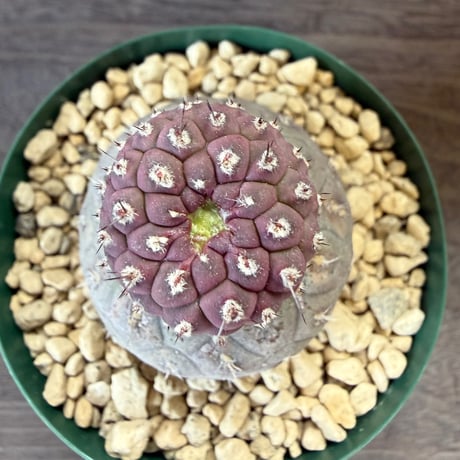 137、Tephrocactus geometricus