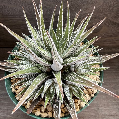 197、Haworthia fasciata ’Alba’Super Zebra