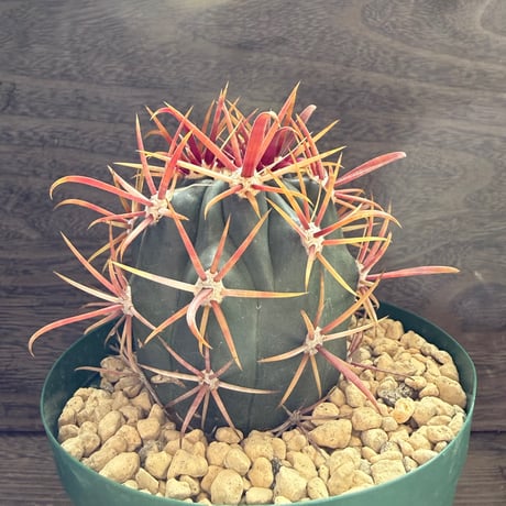 108、Ferocactus 神仙玉